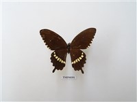 藏品(玉帶鳳蝶)的圖片